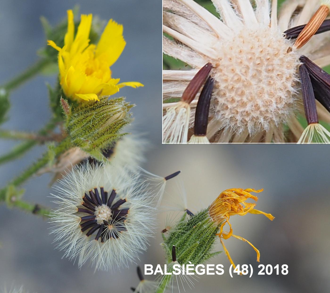 Hawkweed, Clasping fruit